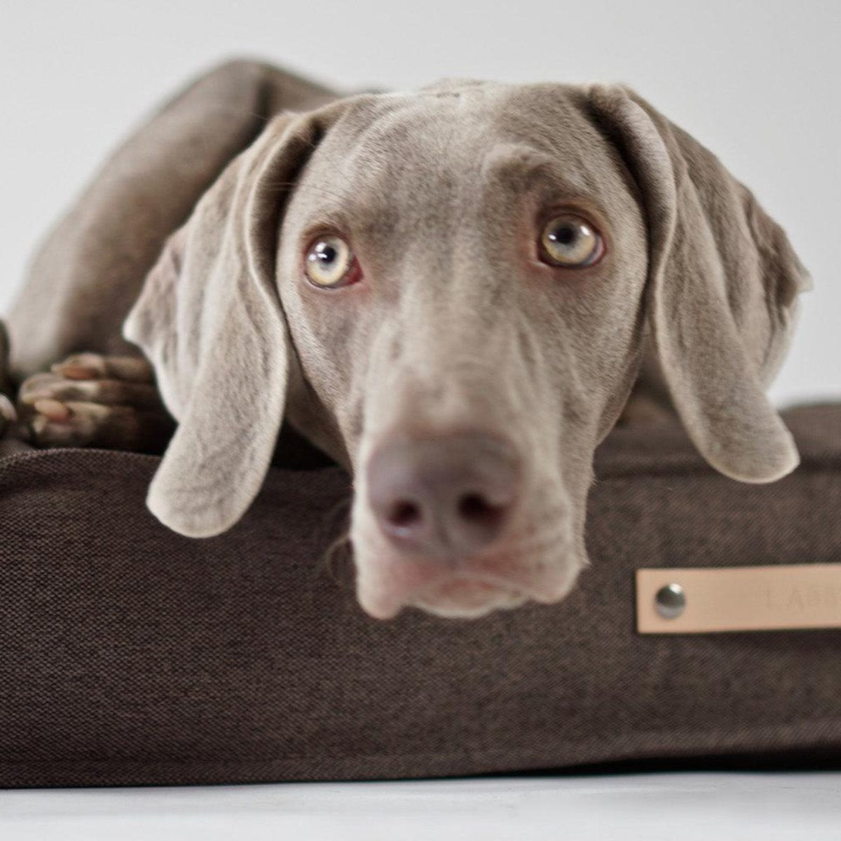 Coussin moderne pour chien - TOVE - Kasibe