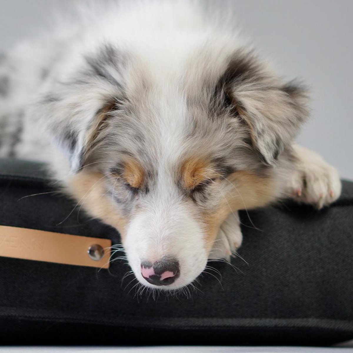 Coussin moderne pour chien - TOVE - Kasibe