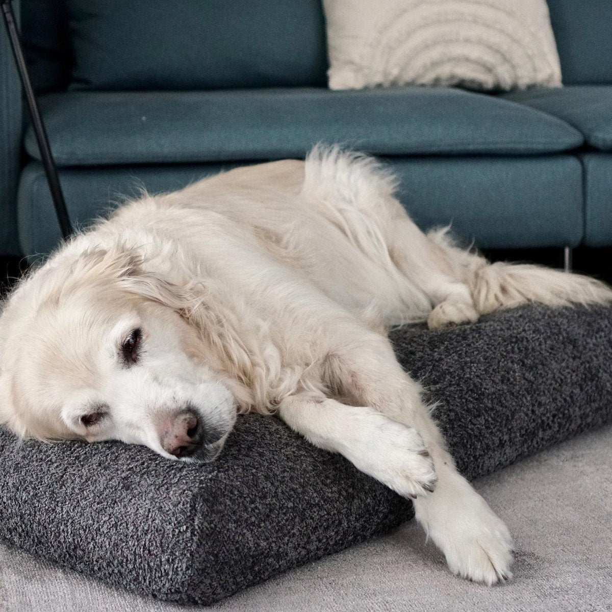 Coussin pour chien anti stress - BUKLAA - Kasibe