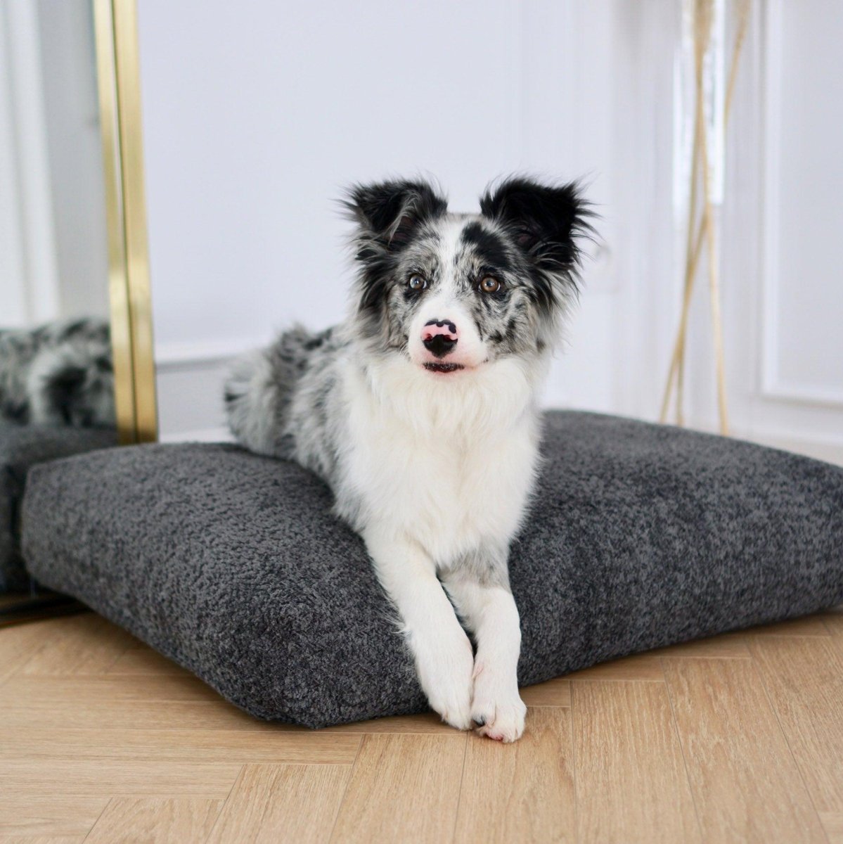 Coussin pour chien anti stress - BUKLAA - Kasibe
