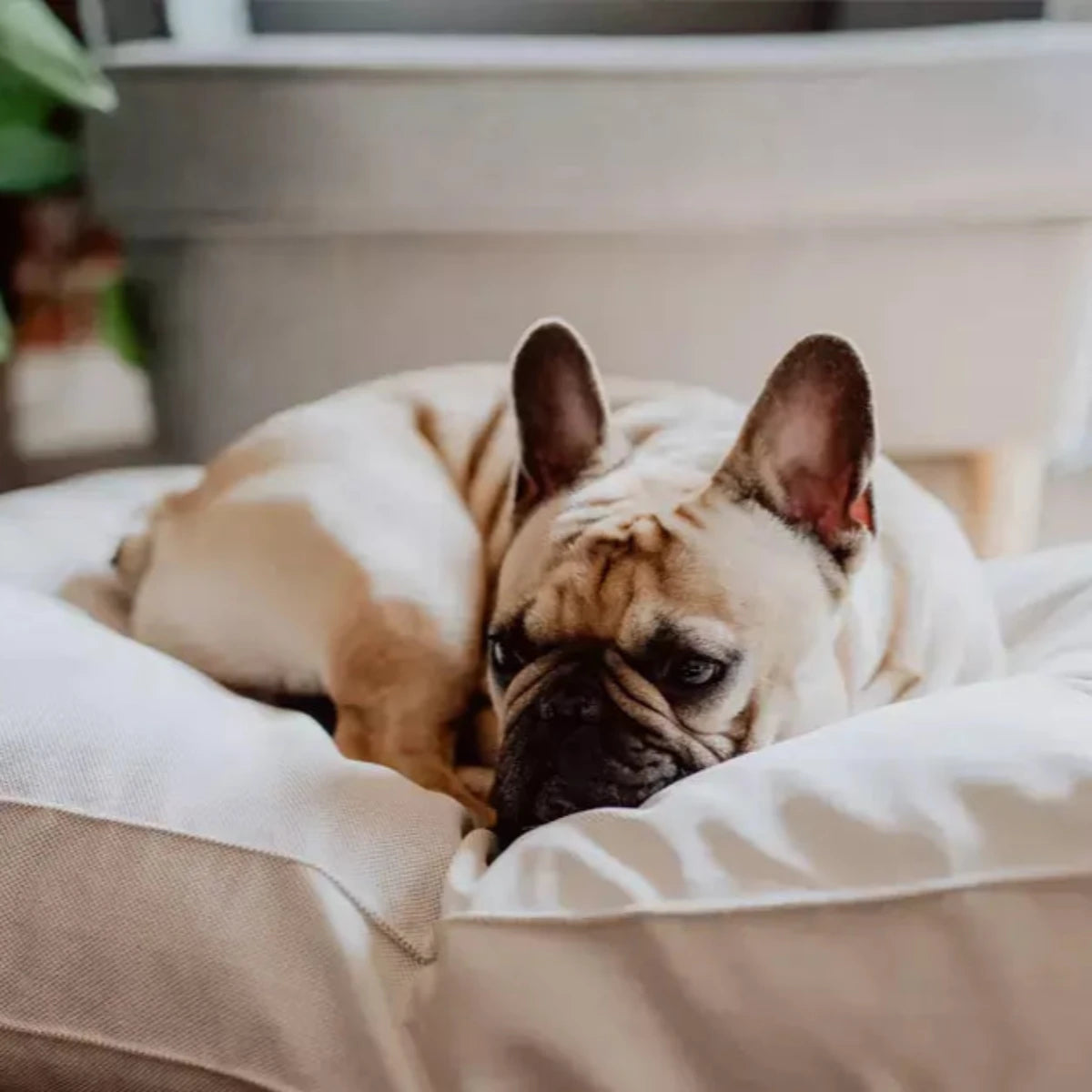 Coussin pour chien confortable - COSMOPOLITAIN - Kasibe