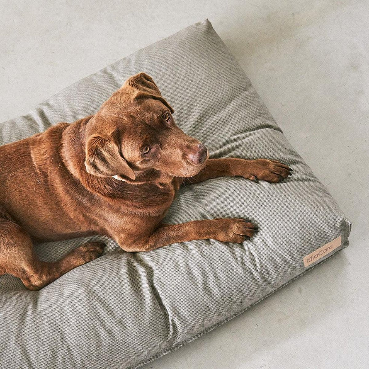 Coussin pour chien écoresponsable - MARE - Kasibe