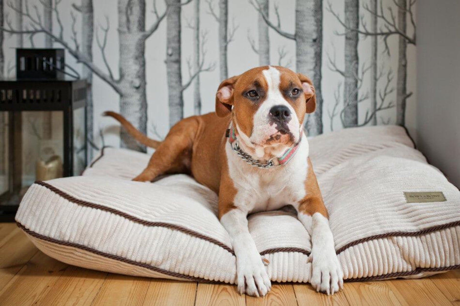Coussin pour chien en velours côtelé - DECO - Kasibe