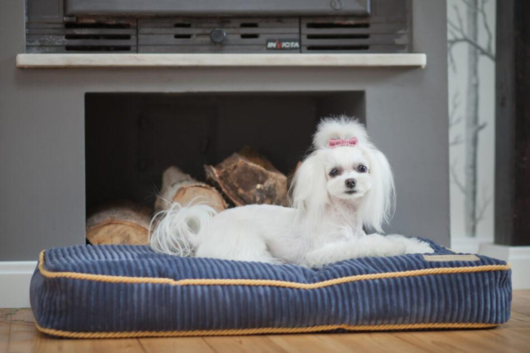 Coussin pour chien en velours côtelé - DECO - Kasibe