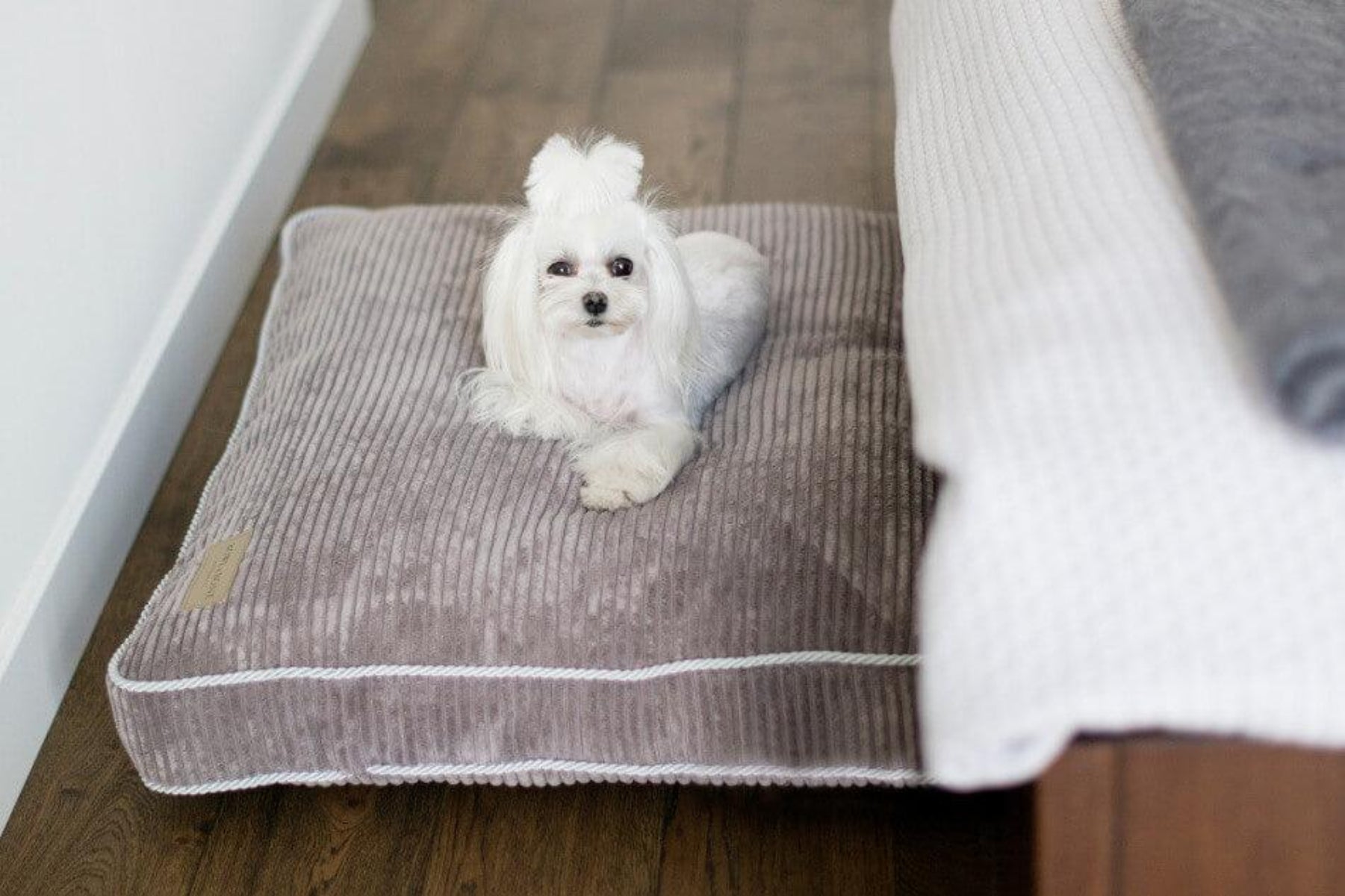 Coussin pour chien en velours côtelé - DECO - Kasibe