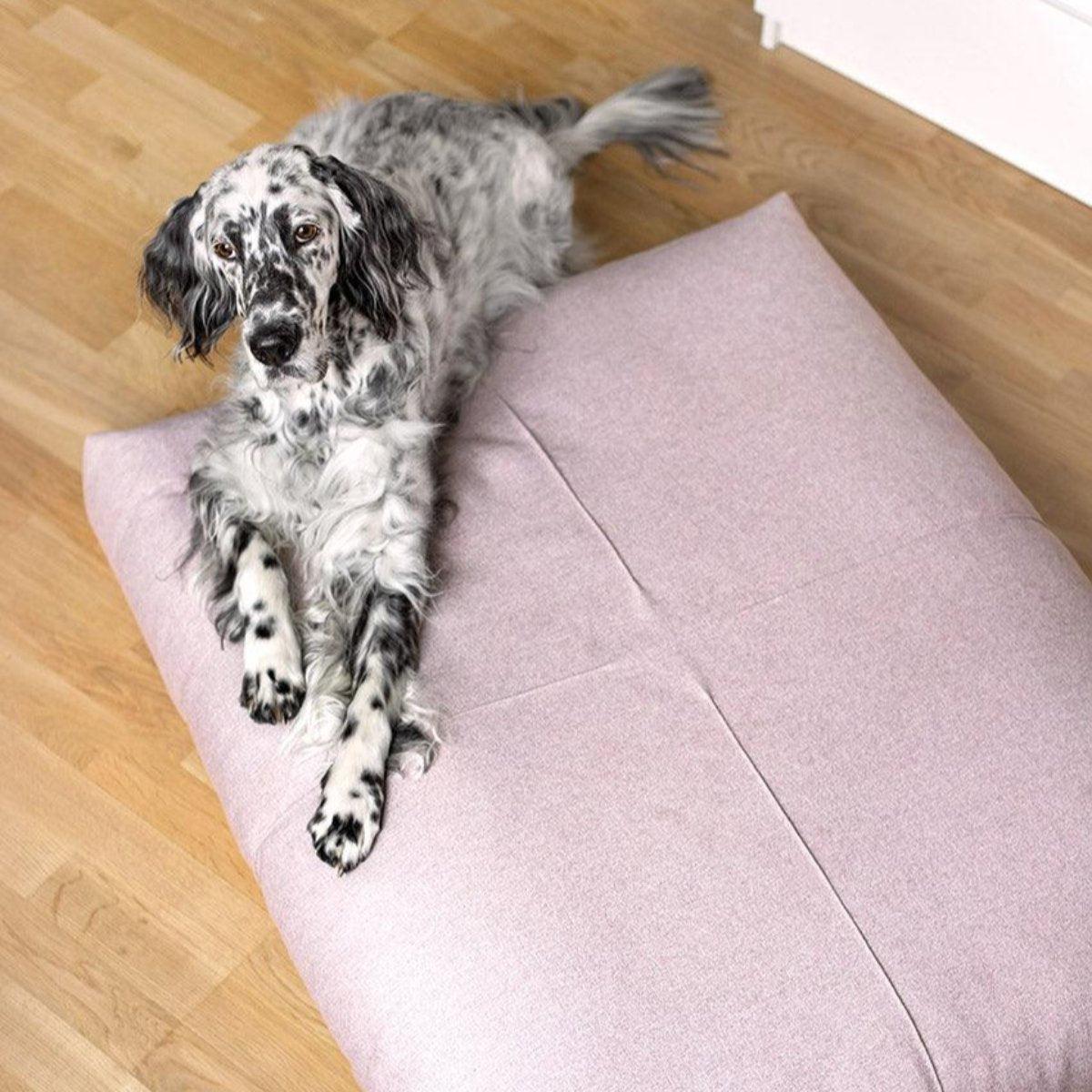 Coussin pour chien haut de gamme - FINNO - Kasibe