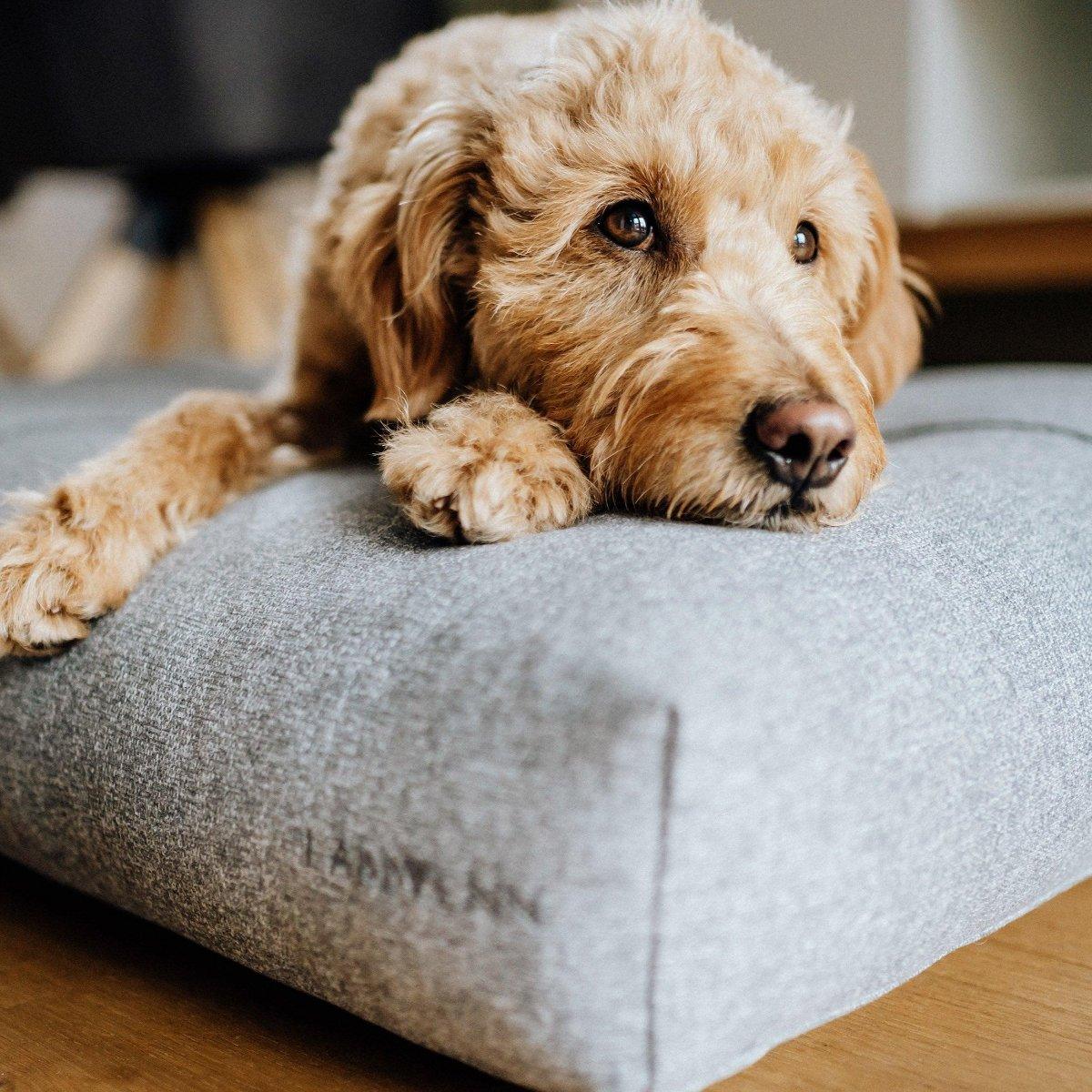 Coussin pour chien haut de gamme - FINNO - Kasibe