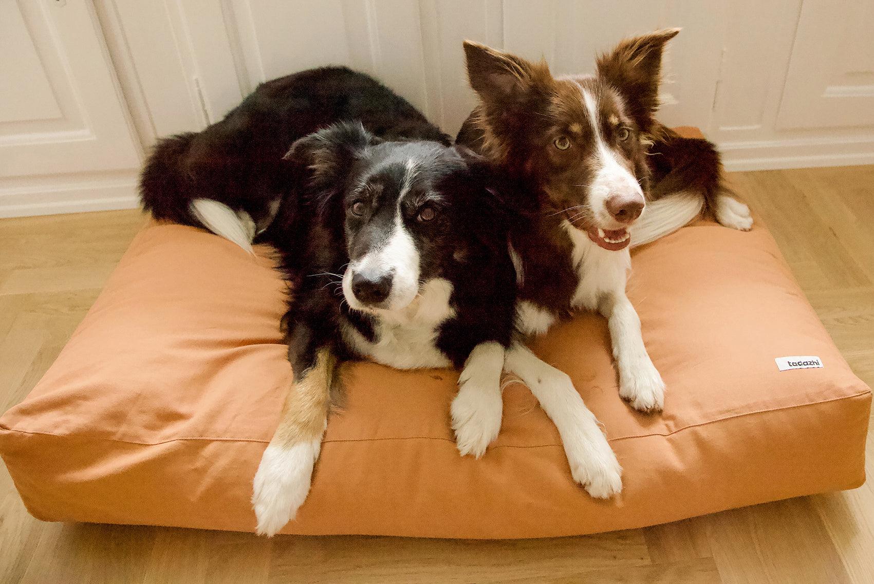 Coussin pour chien rectangulaire - TOBINE - Kasibe