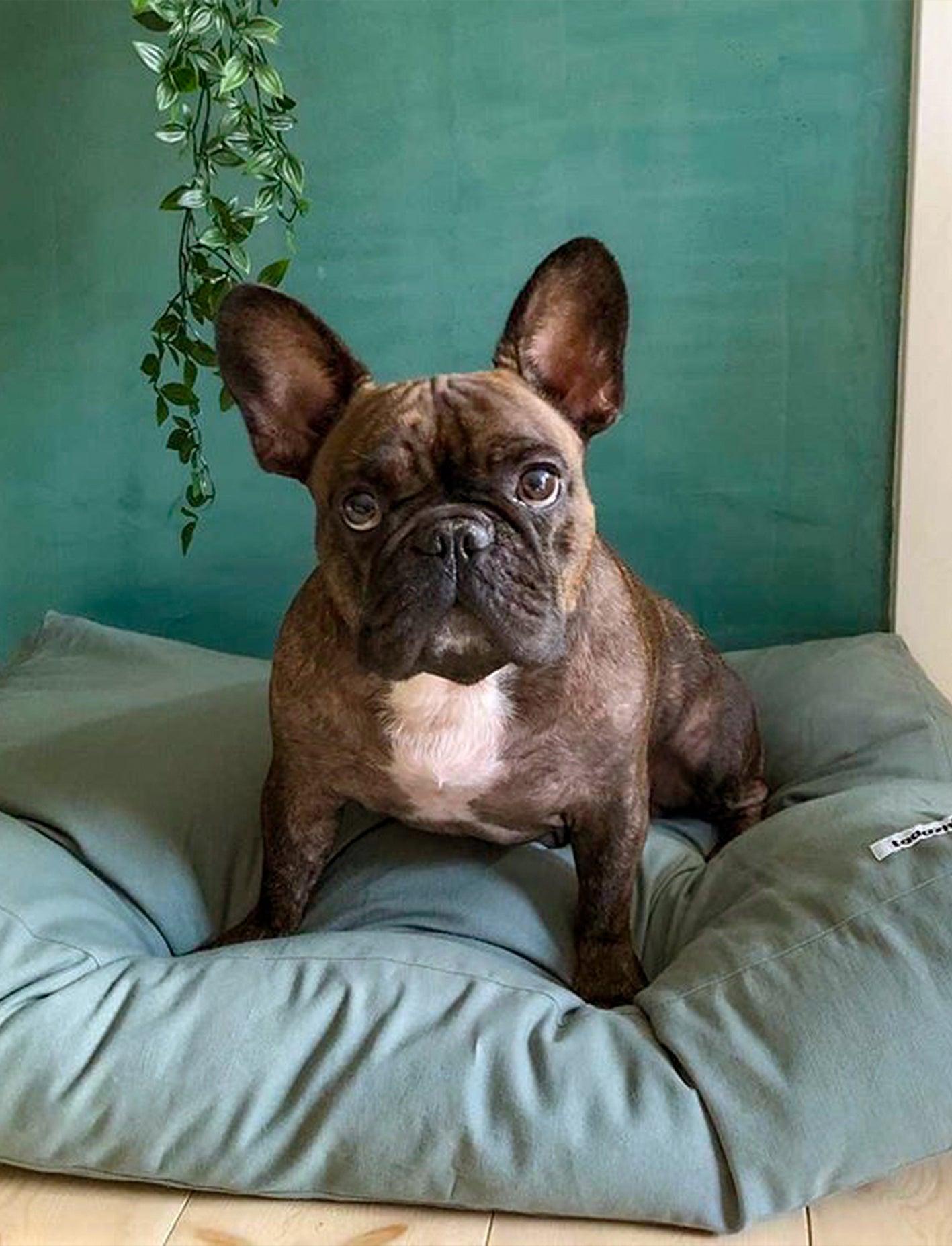 Coussin pour chien rectangulaire - TOBINE - Kasibe