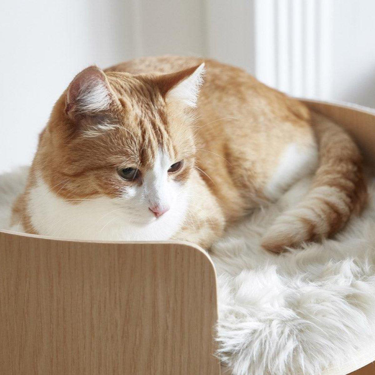 Coussin rond pour chat - TORRE - Kasibe
