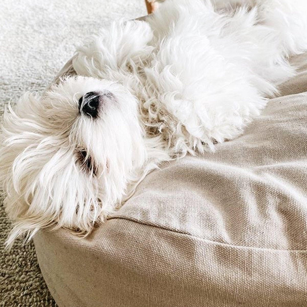 Coussin rond pour chien - POESPAS - Kasibe