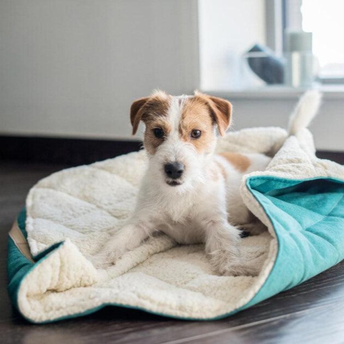 Couverture pour chien gigoteuse - DREAMY - Kasibe