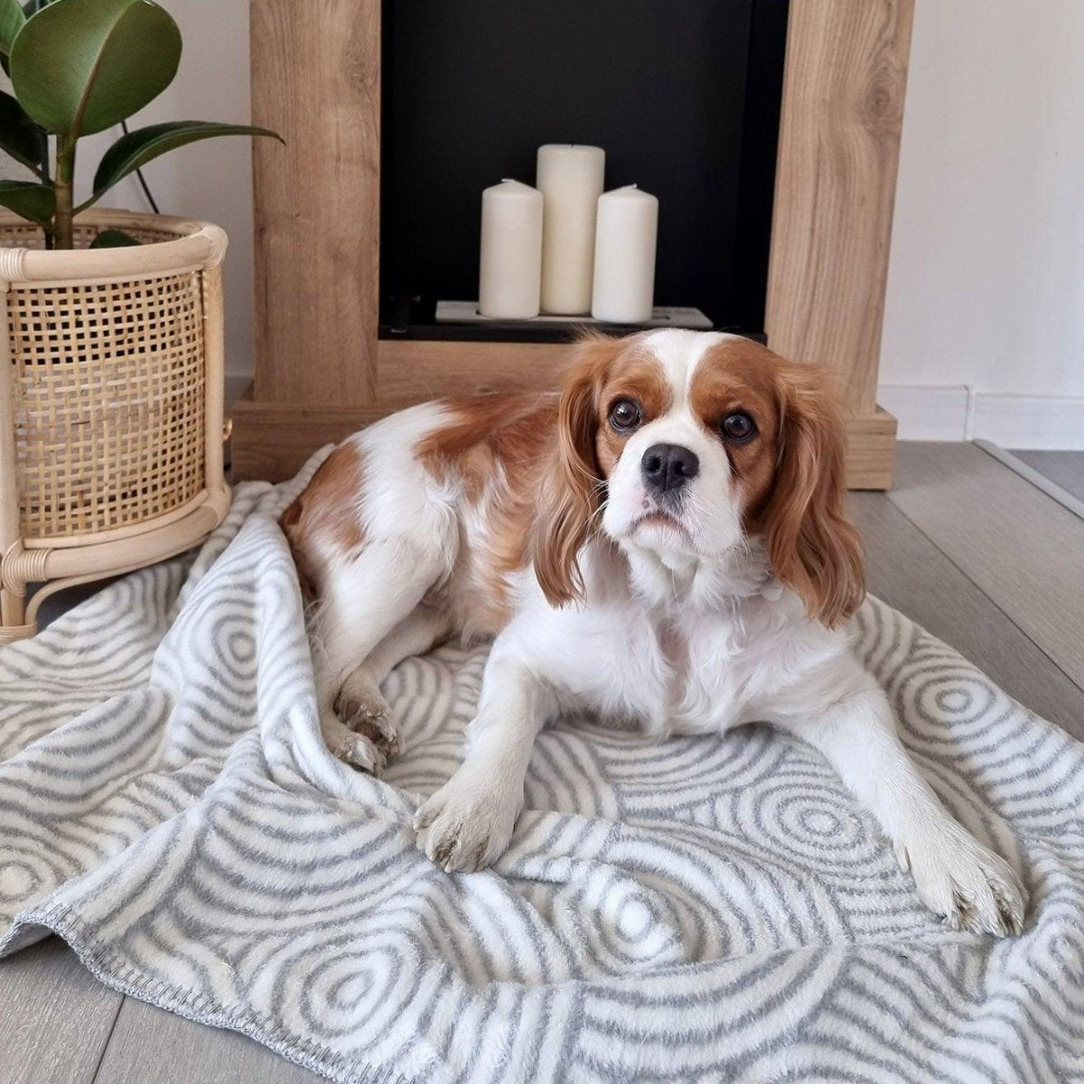 Couverture pour chien ou chat aux motifs graphiques - Kasibe