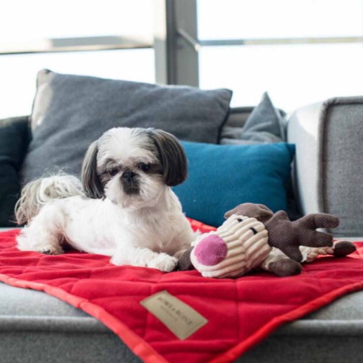 Couverture pour chien - ROYAL - Kasibe