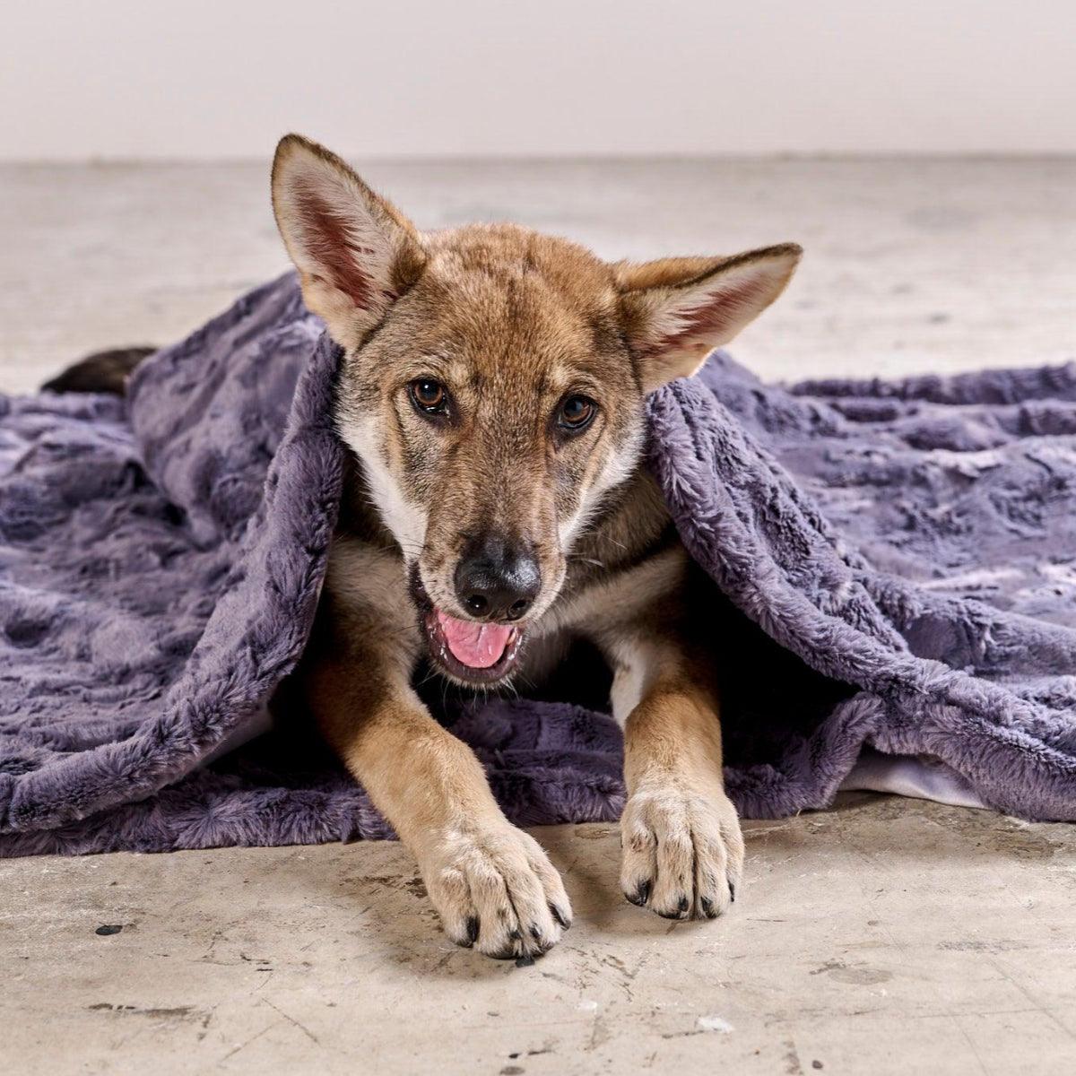 Couverture protection de canapé pour chien - COZY - Kasibe