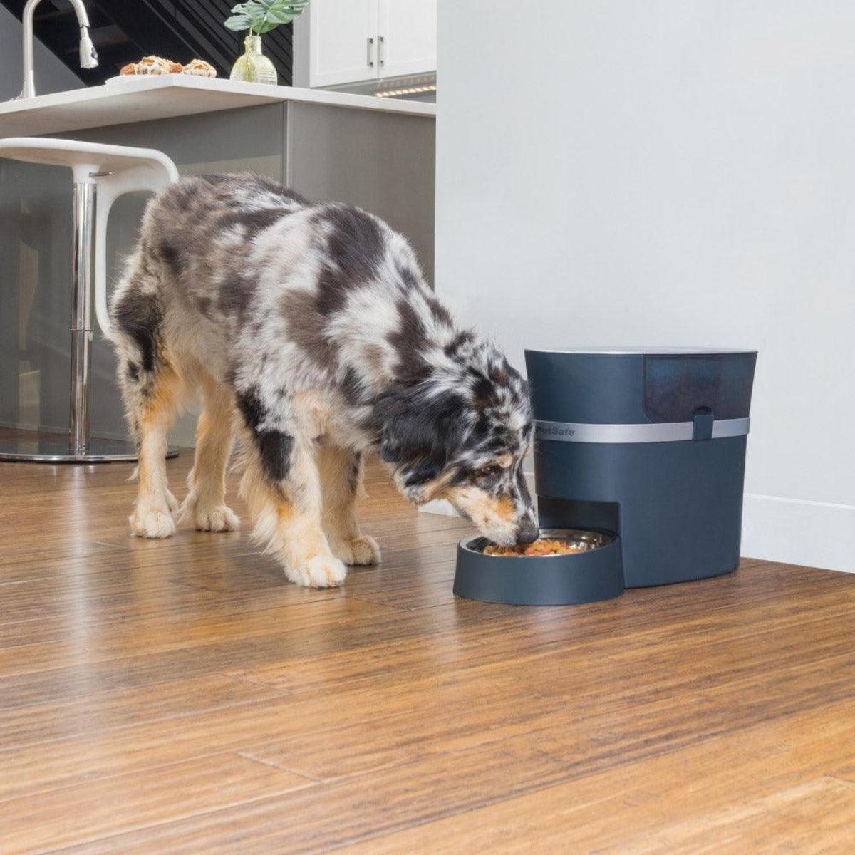 Distributeur de croquettes pour chat ou chien connecté - SMART FEED - Kasibe
