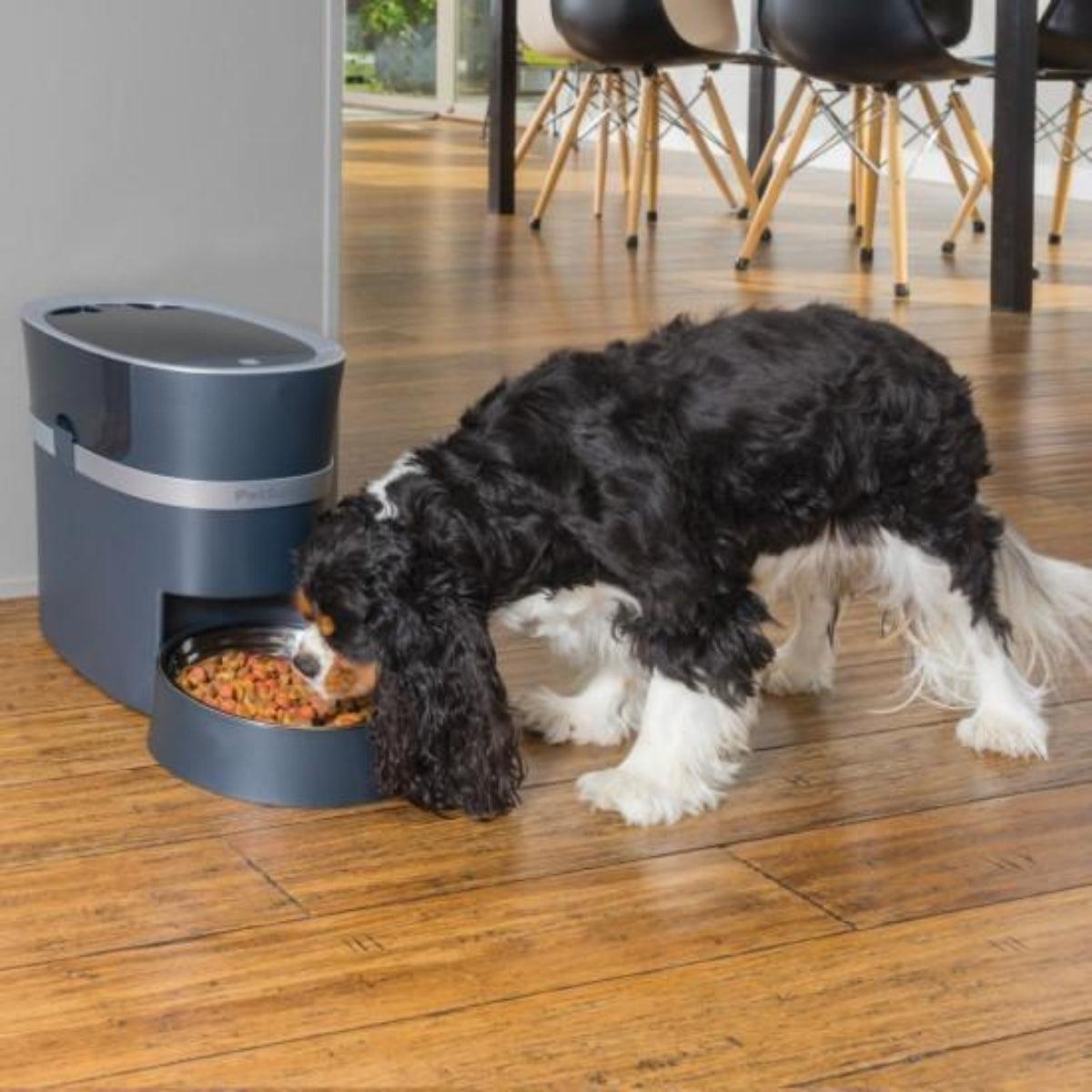 Distributeur de croquettes pour chat ou chien connecté - SMART FEED - Kasibe