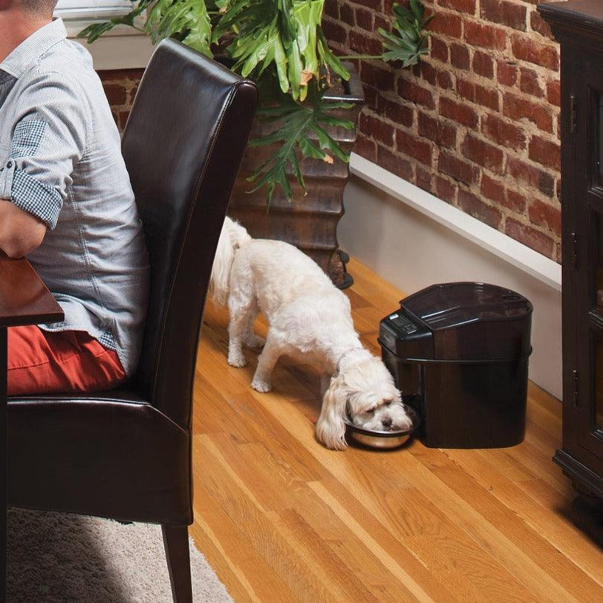 Distributeur de nourriture pour chat et chien - SIMPLY FEED - Kasibe