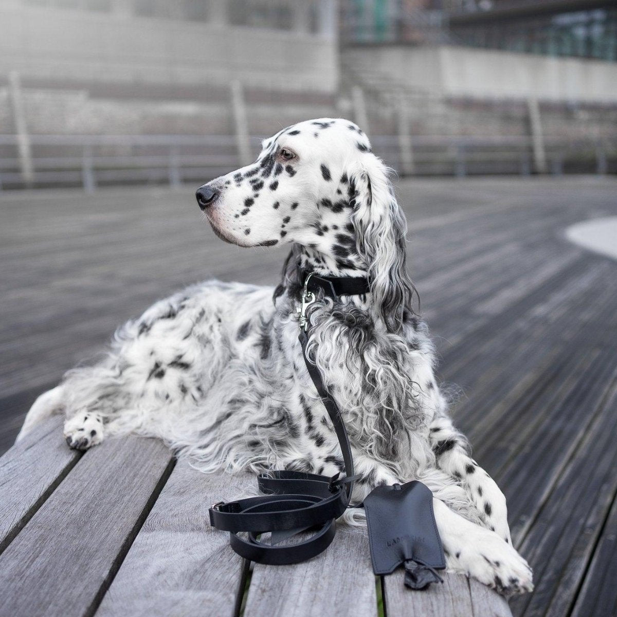 Distributeur de sachets pour chien - SAKU - Kasibe
