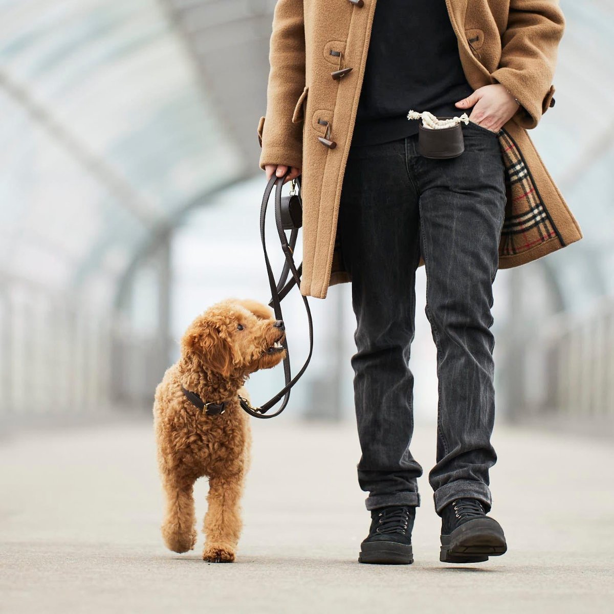 Distributeurs de friandises pour chien élégants - PLAINE - Kasibe