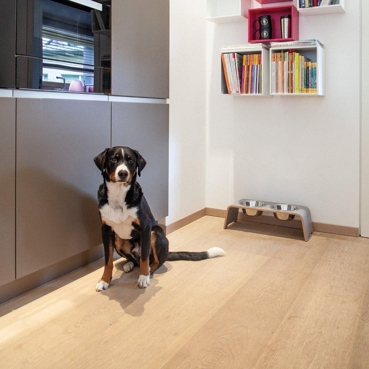 Gamelle élégante pour chien en bois massif dogBar toute en courbe kasibe