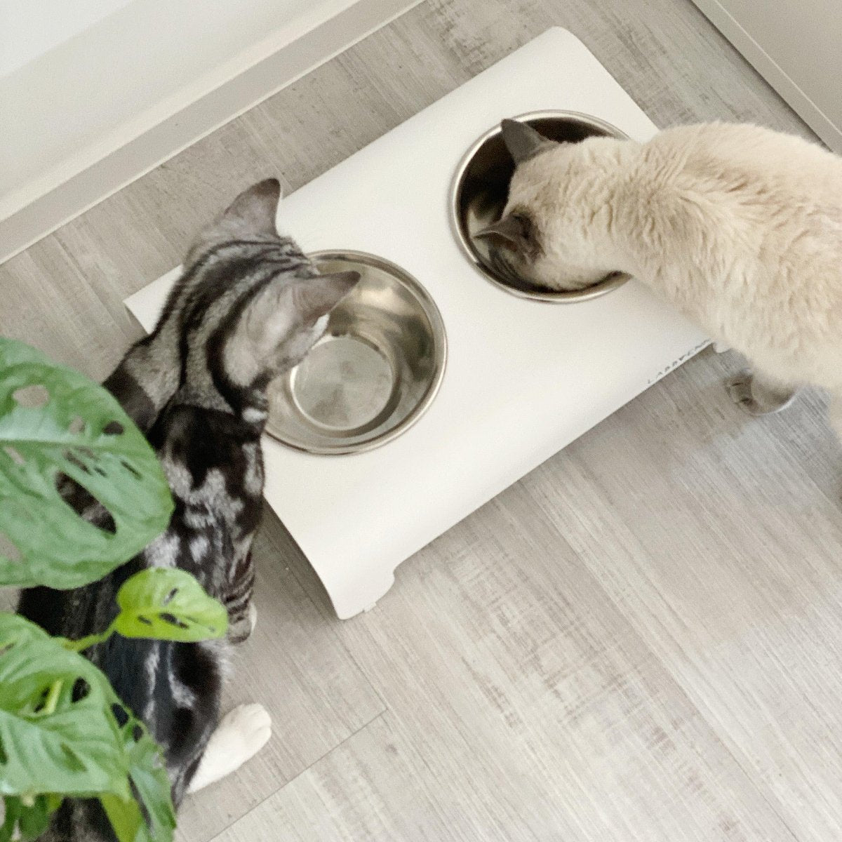Gamelle design pour chien et chat - RICO - Kasibe