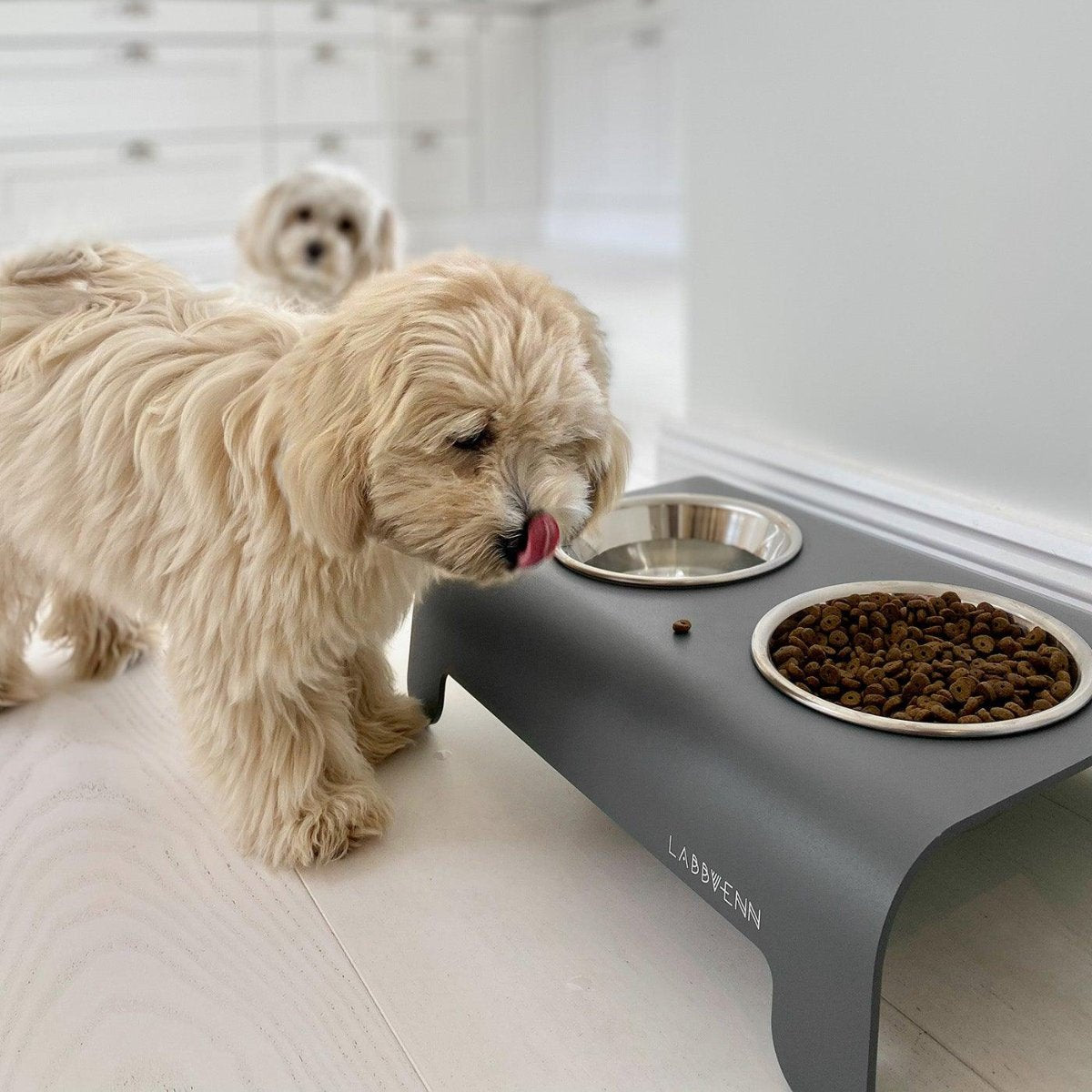 Gamelle design pour chien et chat - RICO - Kasibe