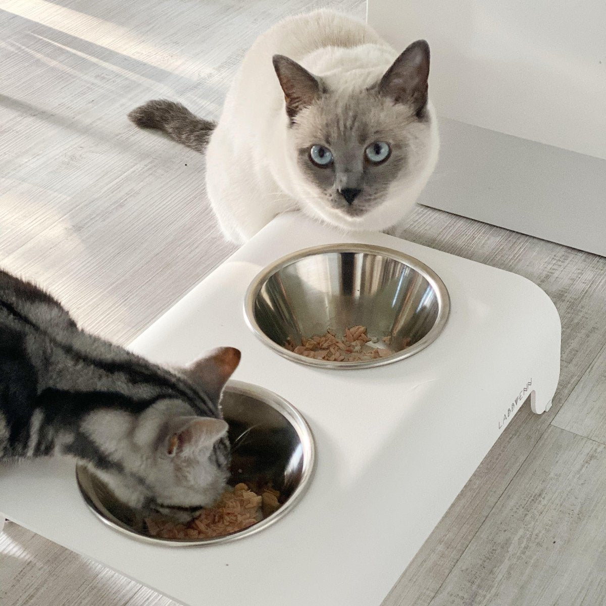 Gamelle design pour chien et chat - RICO - Kasibe