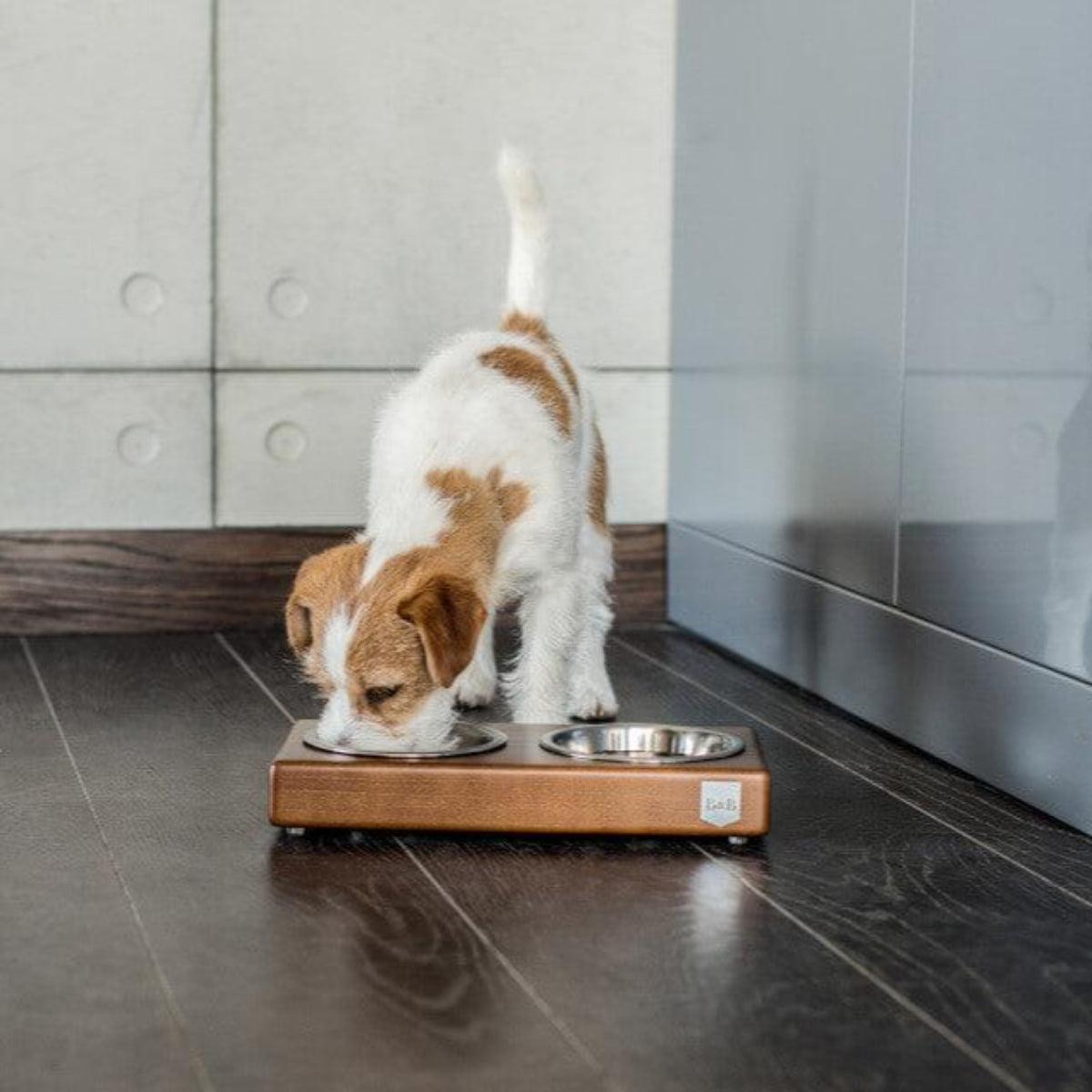 Gamelle pour chien élégante - DUO - Kasibe
