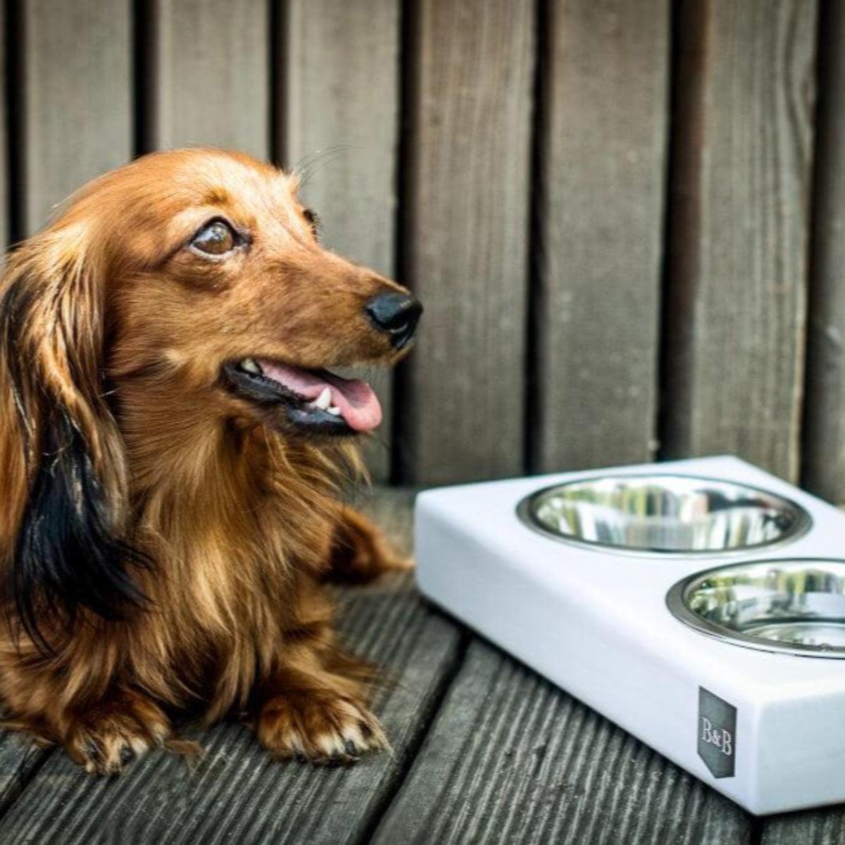 Gamelle pour chien élégante - DUO - Kasibe