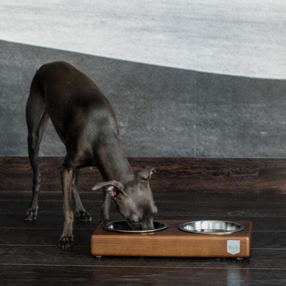 Gamelle pour chien élégante - DUO - Kasibe