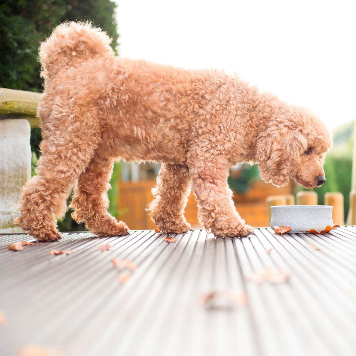 Gamelle pour chien en pierre naturelle - ROCKY - Kasibe