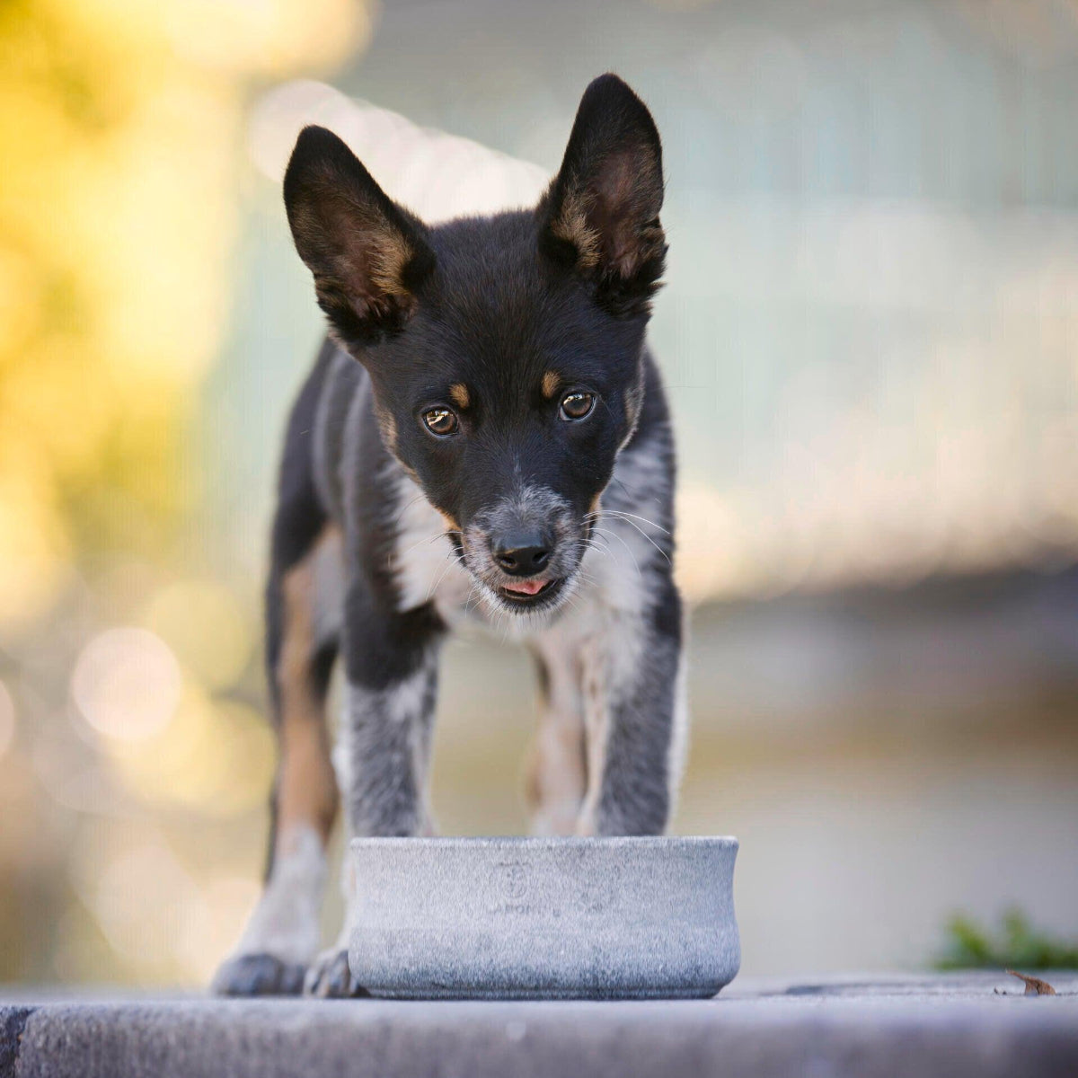 Gamelle pour chien en pierre naturelle - ROCKY - Kasibe