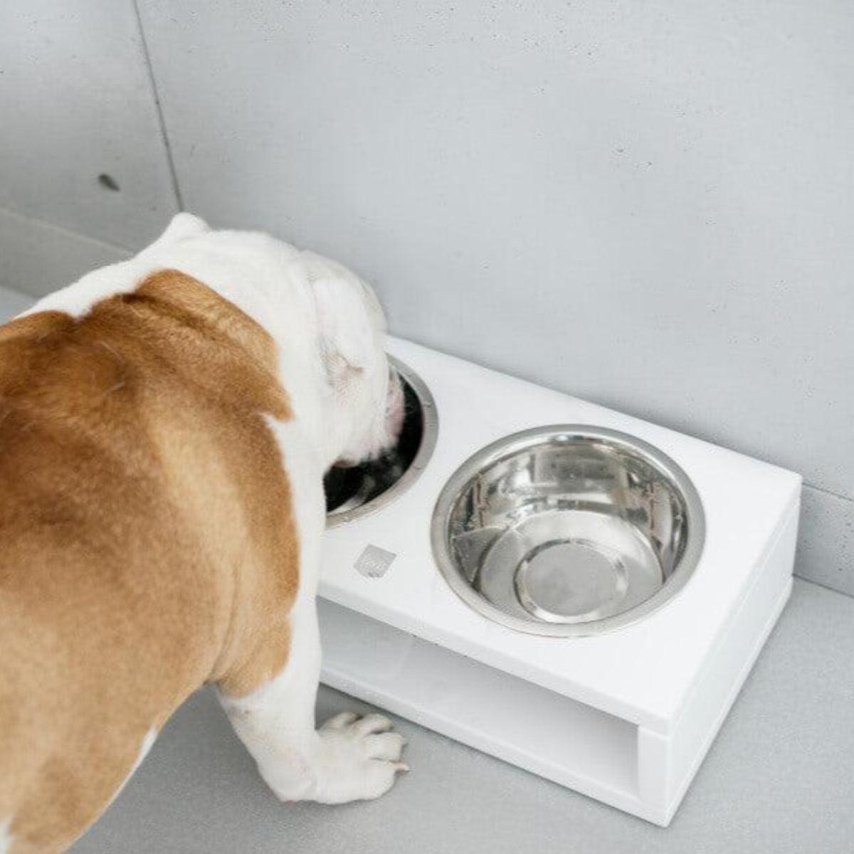 Gamelle pour chien originale - DELI - Kasibe