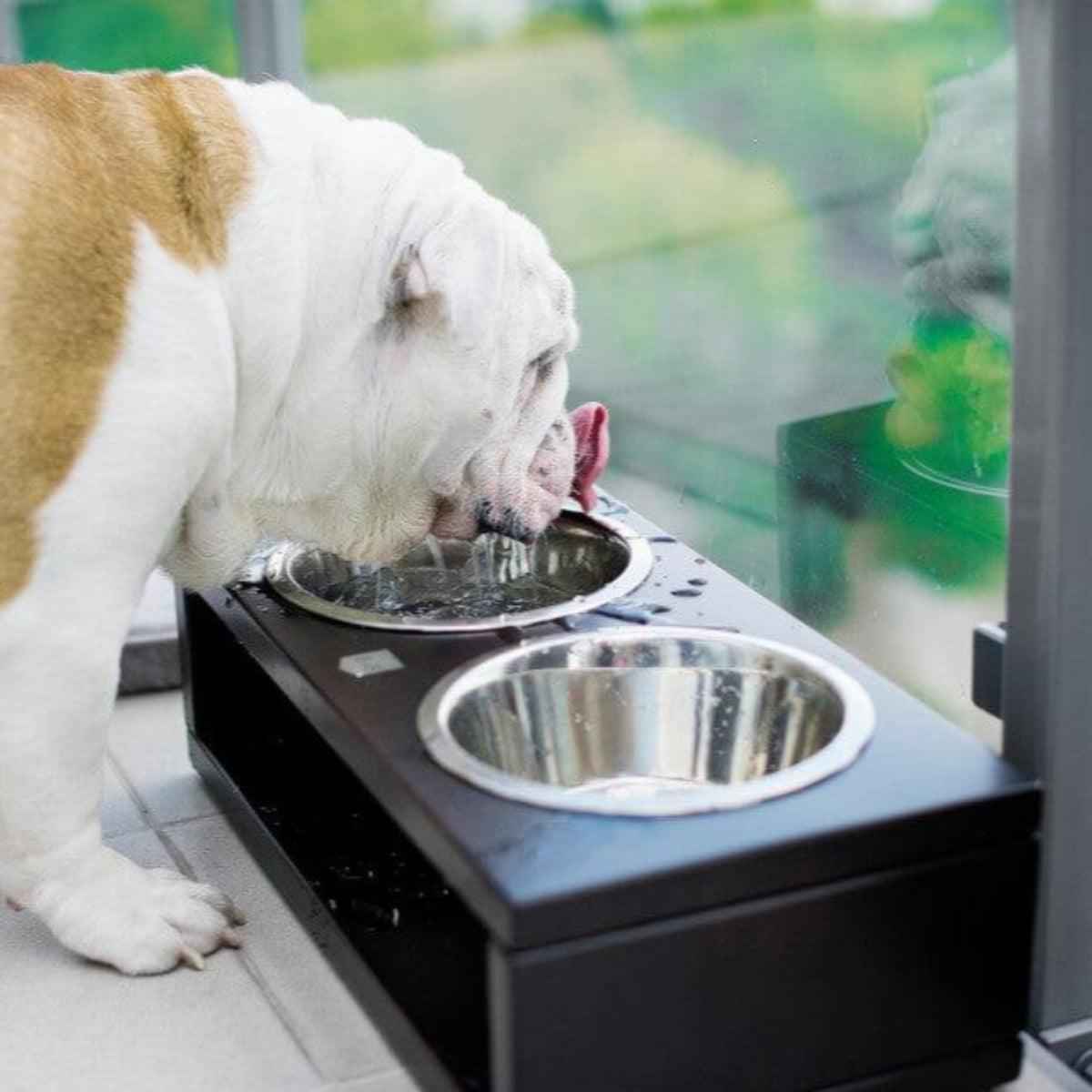 Gamelle pour chien originale - DELI - Kasibe