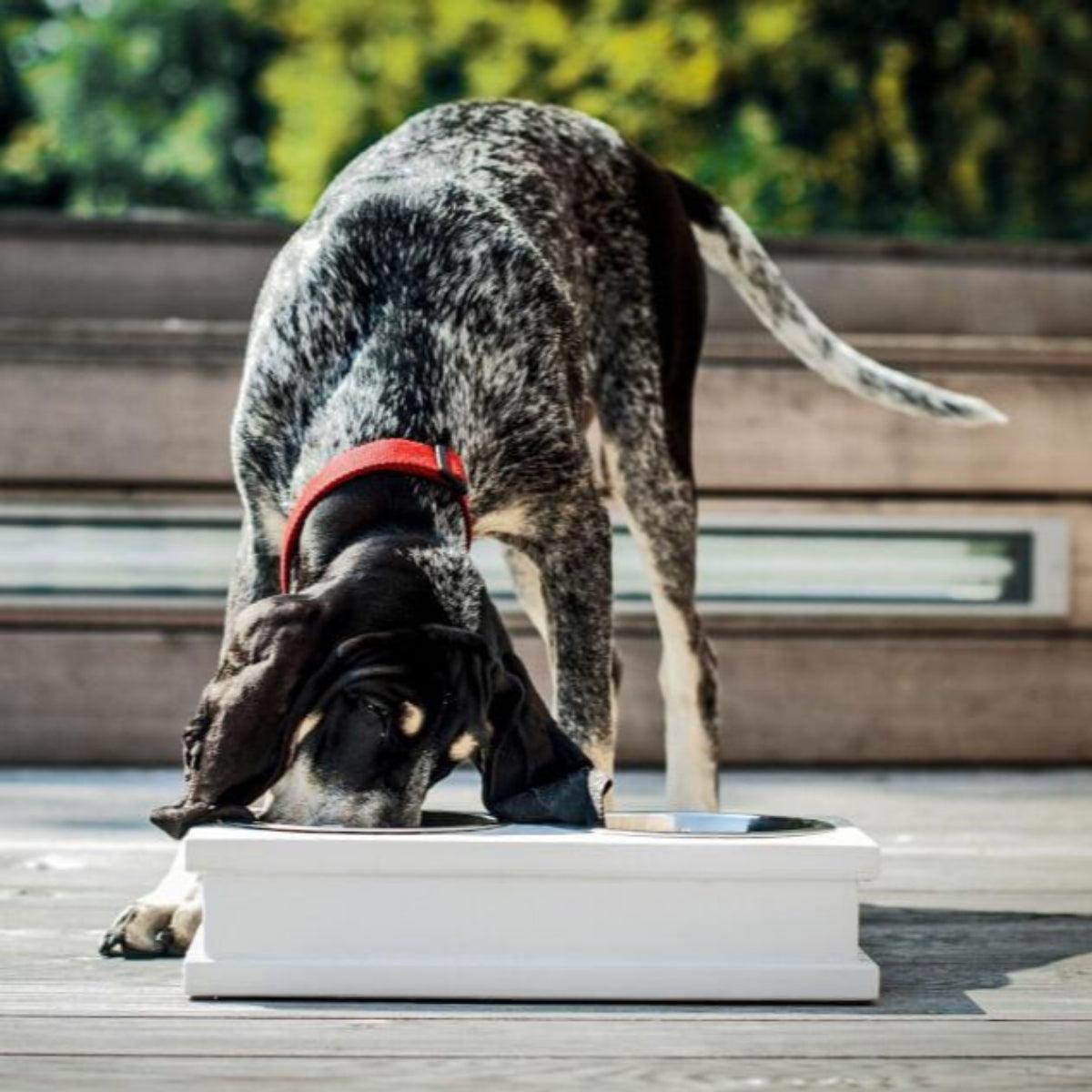 Gamelle pour chien originale - GRANDE - Kasibe