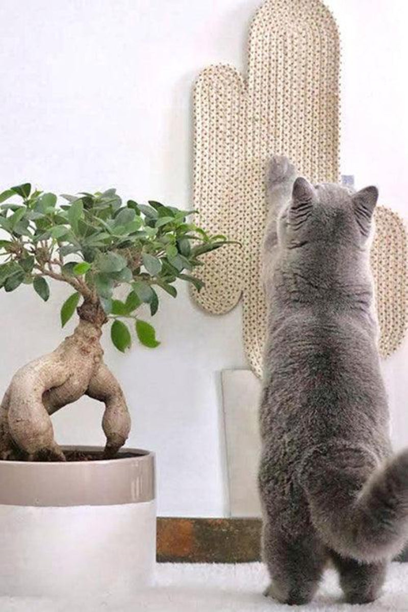 Griffoir pour chat cactus - VEGAS - Kasibe