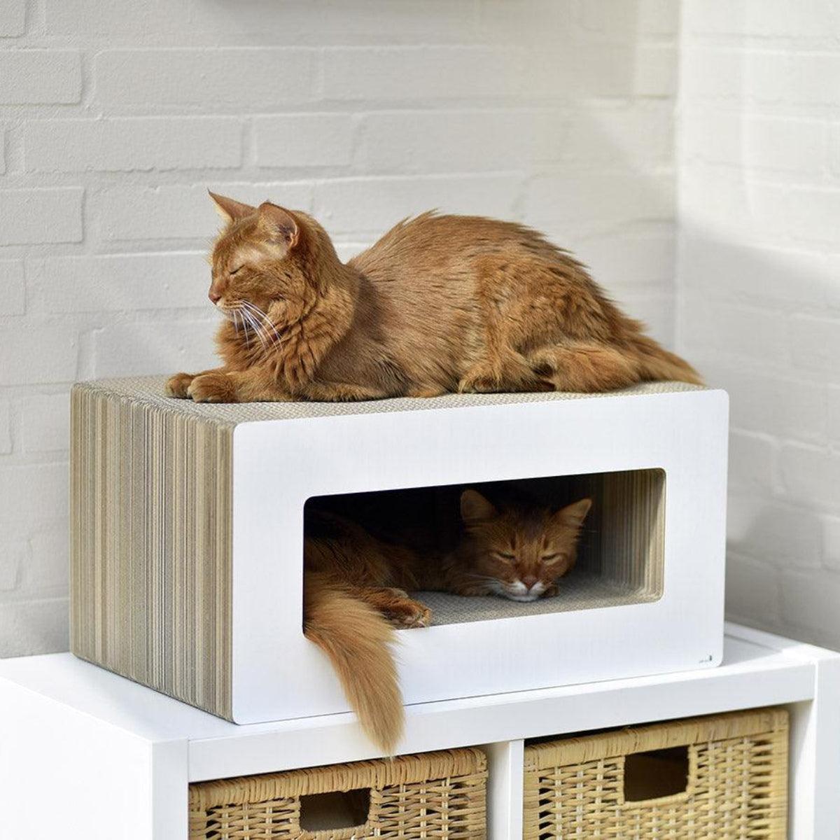 Griffoir pour chat déco - LE LOOP - Kasibe
