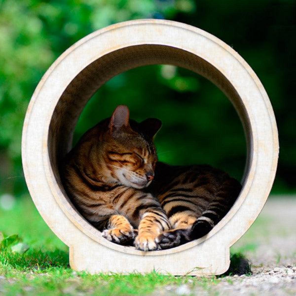 Griffoir pour chat design - LE ROND - Kasibe