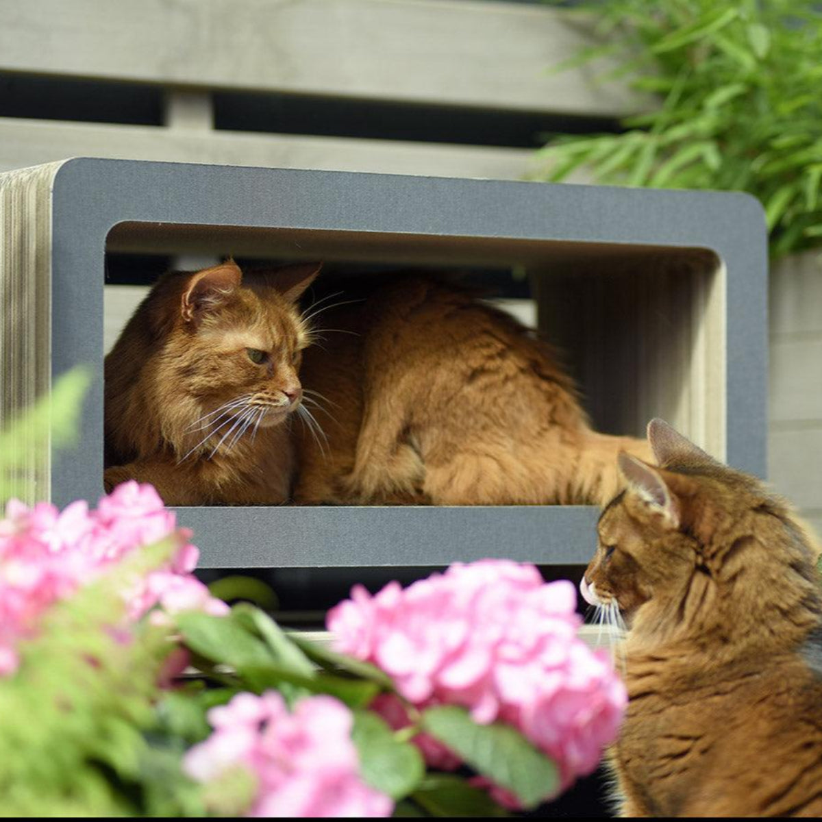 Griffoir pour chat en carton - LA TELE - Kasibe