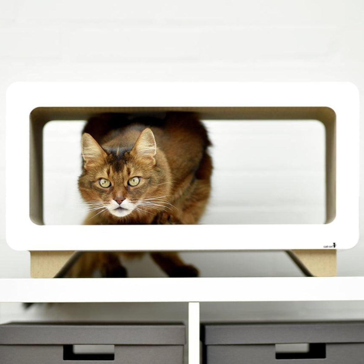 Griffoir pour chat en carton - LA TELE - Kasibe
