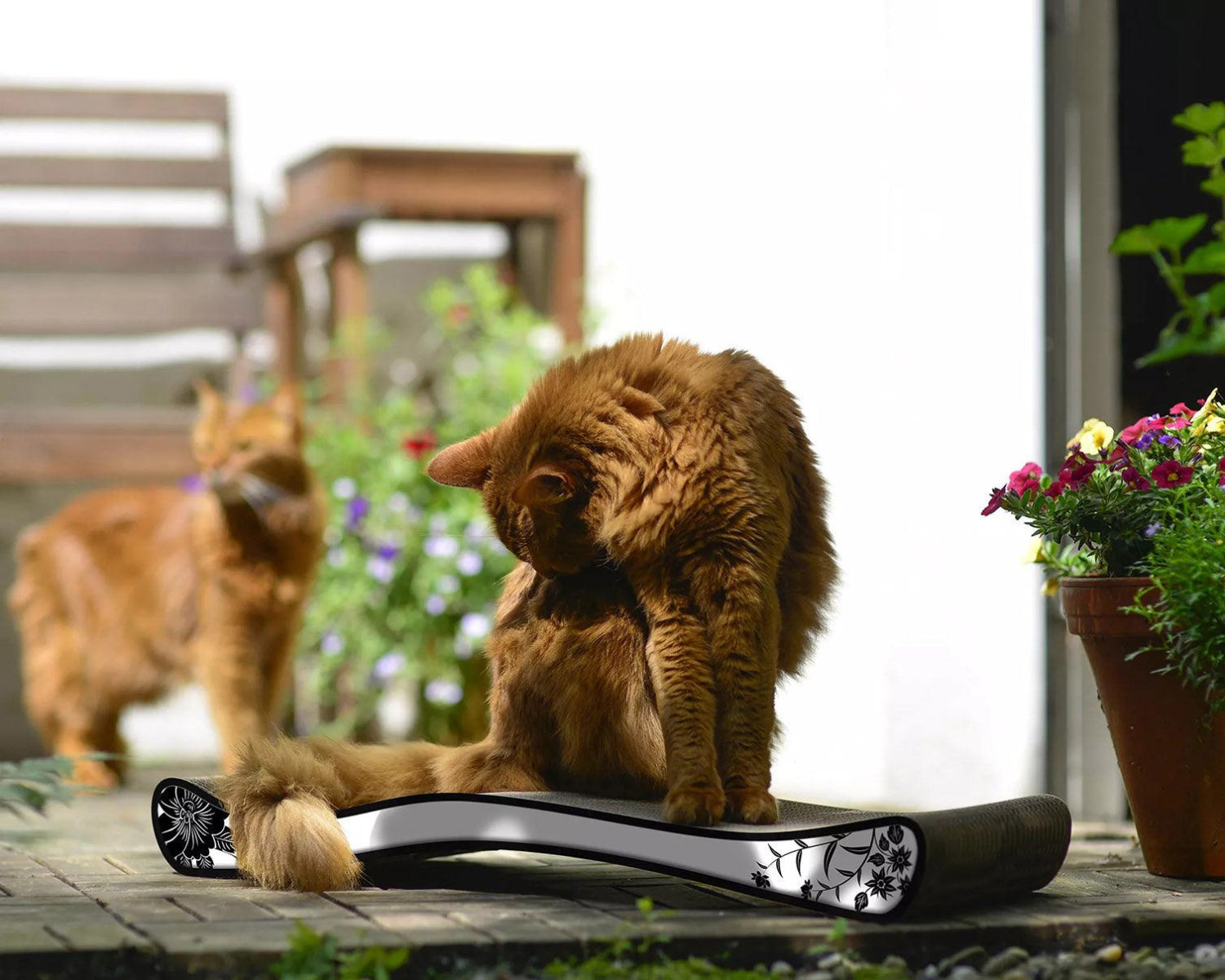 Griffoir vague pour chat - OLA - Kasibe