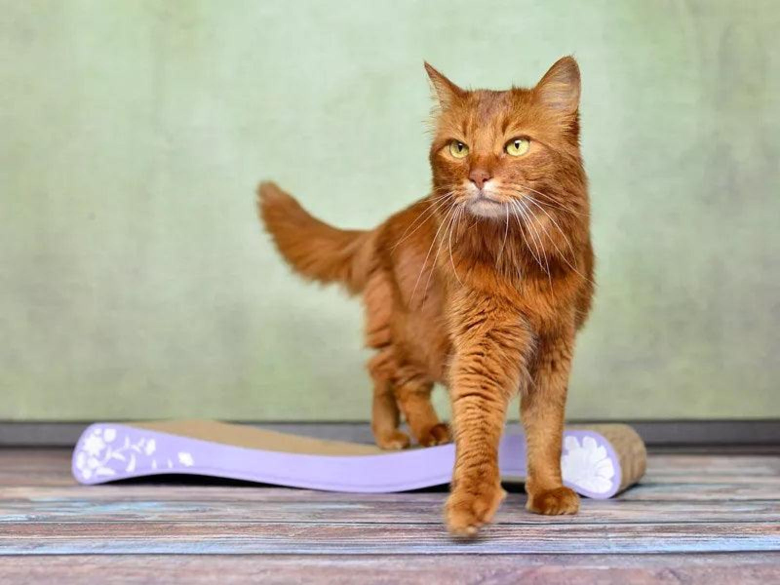 Griffoir vague pour chat - OLA - Kasibe