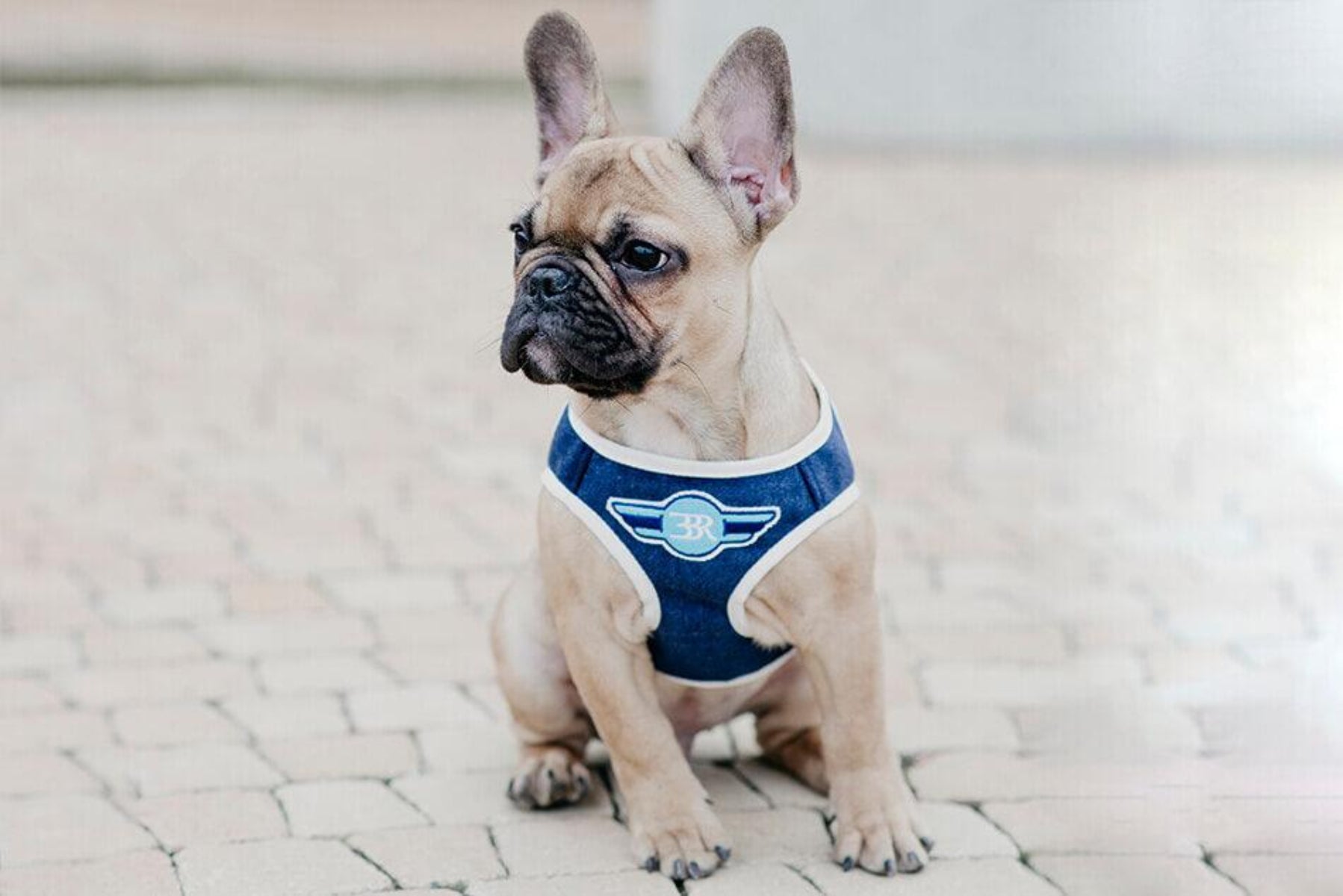 Harnais couvrant pour chien - DENIM - Kasibe