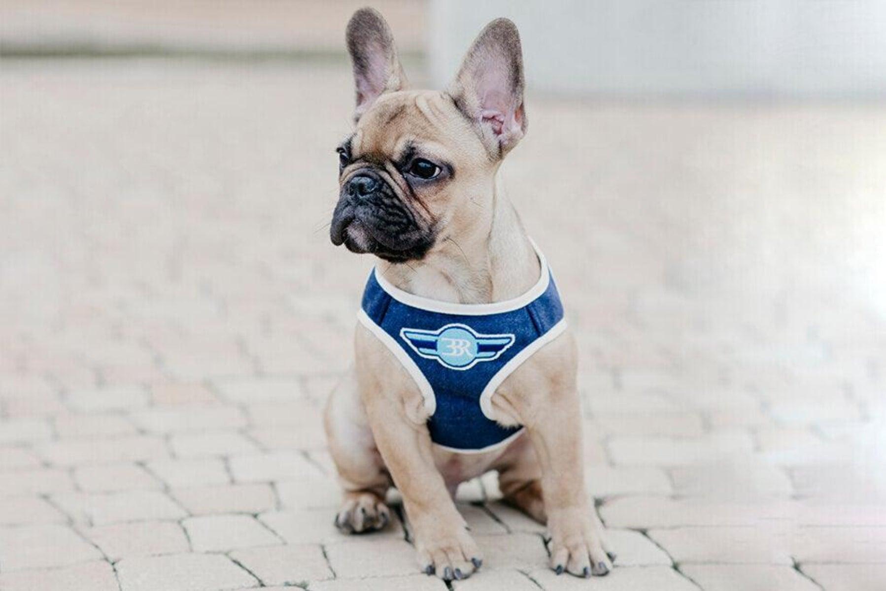 Harnais couvrant pour chien - DENIM - Kasibe