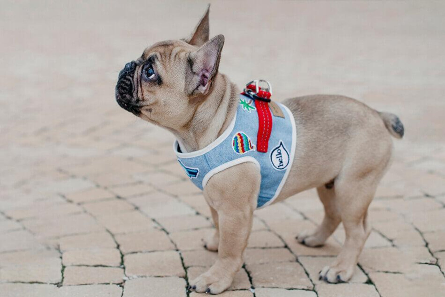 Harnais couvrant pour chien - DENIM - Kasibe