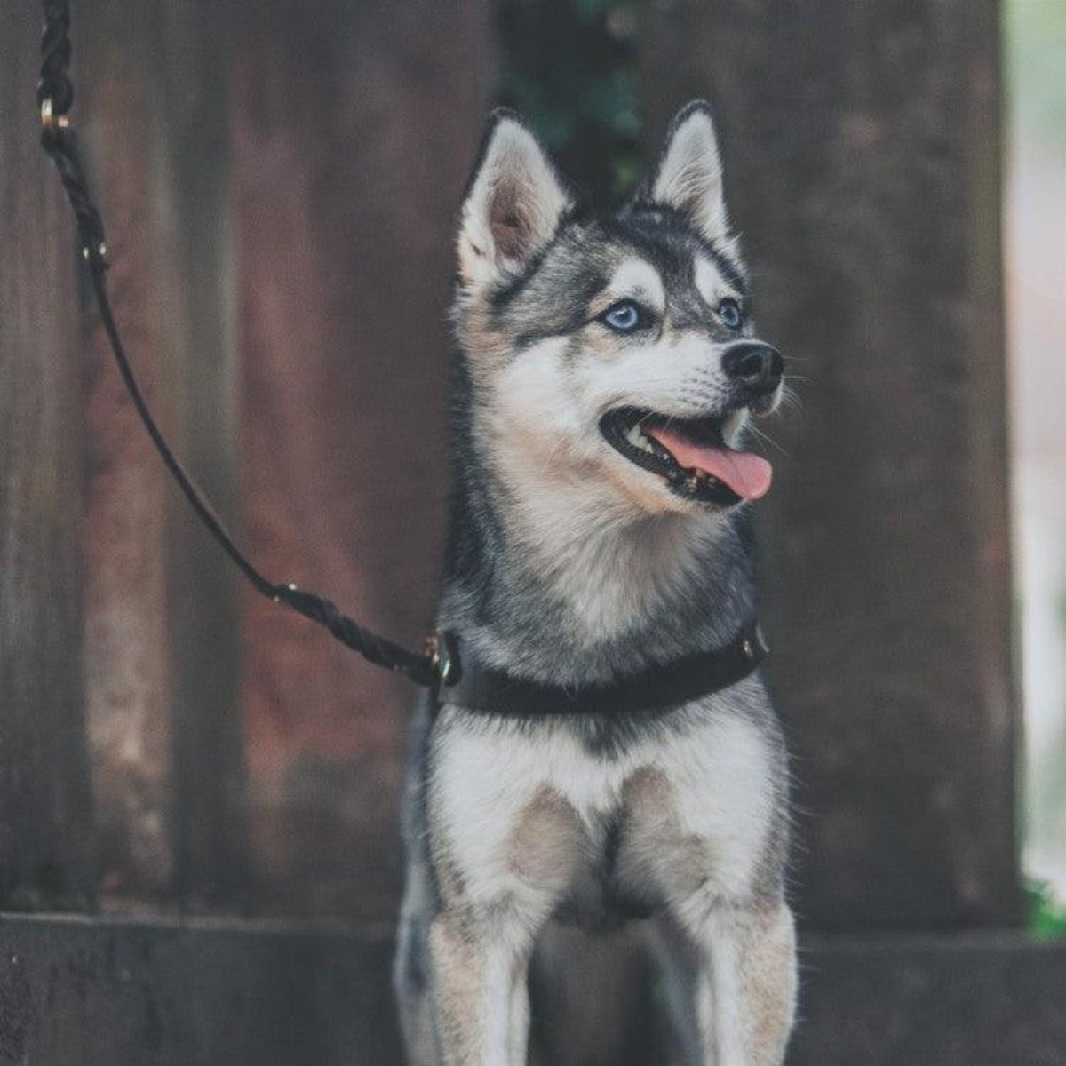 Harnais en cuir pour chien avec poignée de sécurité - BUTTER - Kasibe