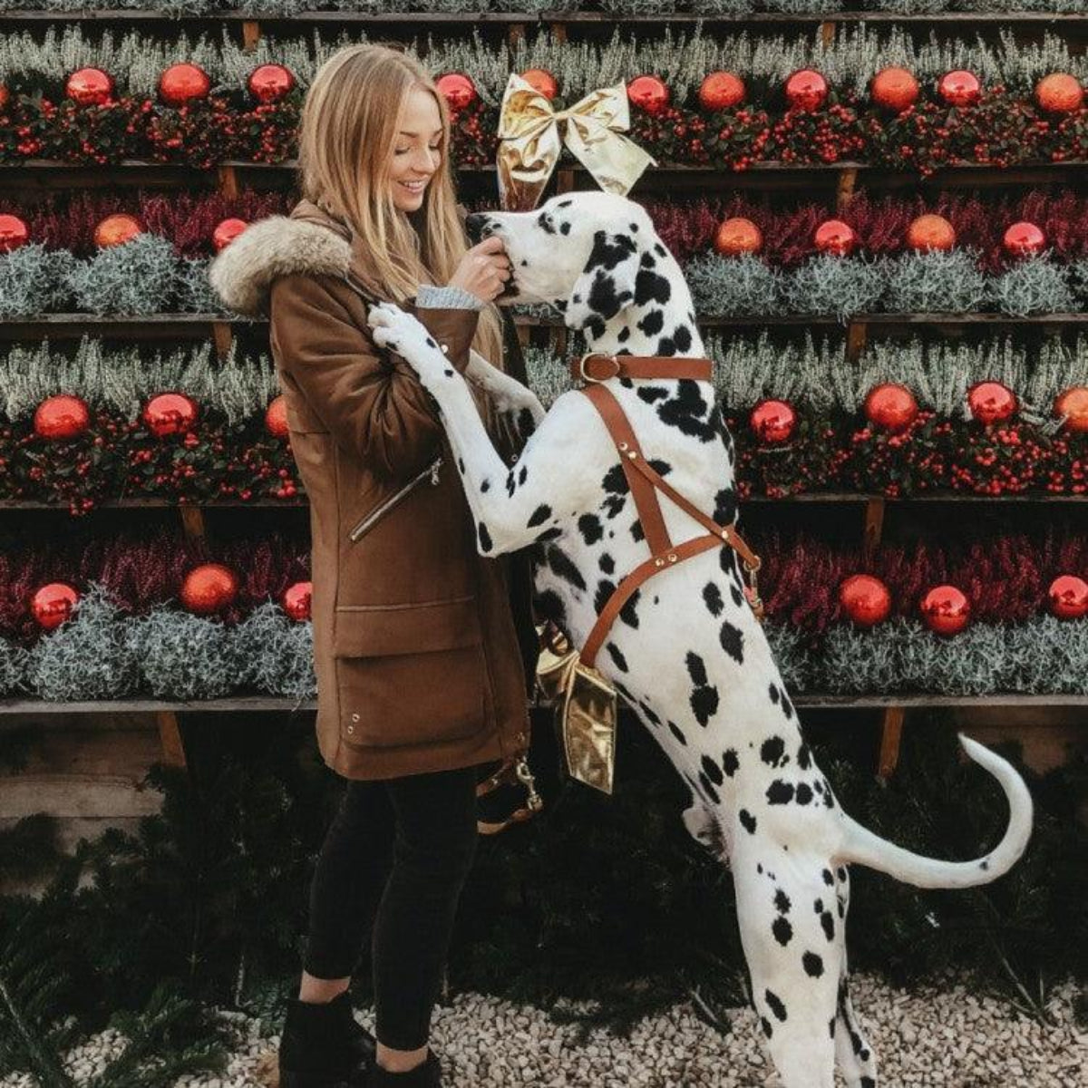 Harnais en cuir pour chien avec poignée de sécurité - BUTTER - Kasibe