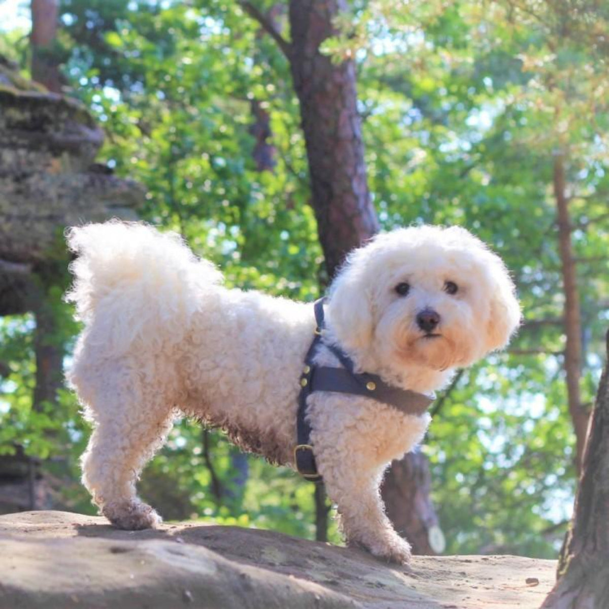 Harnais en cuir pour chien avec poignée de sécurité - BUTTER - Kasibe