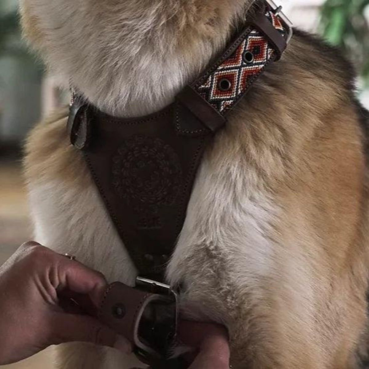 Harnais en Y pour chien mexicain brodé à la main - Kasibe